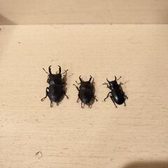 コクワガタ♂♂♂　野外採集品_東京都杉並区　（7月上旬）の画像