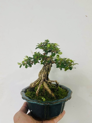 その他 bonsai