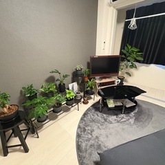 観葉植物引き取ります！
