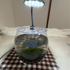 【GEX】グラスアクアDROP色々セット※早目の取引希望の画像