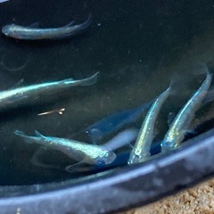 輝柳メダカ　5匹　#5の画像