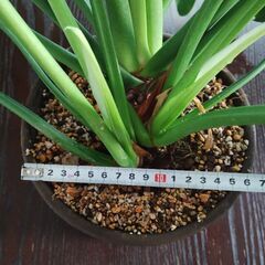 観葉植物　フィロデンドロン ホープの画像