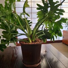 観葉植物　フィロデンドロン ホープの画像