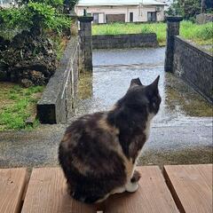 メス猫、クロちゃん