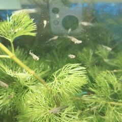 グッピー稚魚の画像