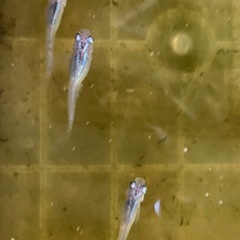 メダカ(マリンブルー) x5匹の画像
