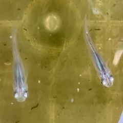メダカ(マリンブルー) x5匹の画像
