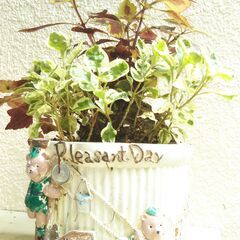 観葉植物小葉コリウスの画像