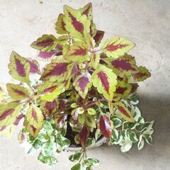 観葉植物小葉コリウスの画像