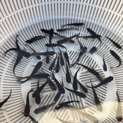 メダカ　和墨　若魚成魚　10匹②の画像