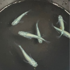 メダカ販売　レックウザ1ペアの画像