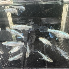 メダカ販売　森の妖精2ペアの画像