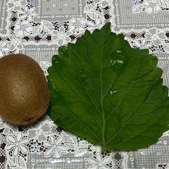 大きめきゅうりと大葉まとめて（早め希望）の画像