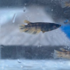 メダカ　虎美墨の画像