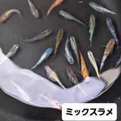 【お取引決定しました】✨平日限定ミックスラメめだか20匹＋‪α  ②✨の画像