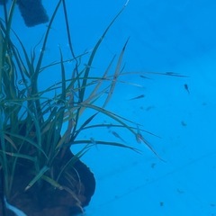 深海メダカ稚魚の画像
