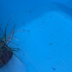 深海メダカ稚魚の画像