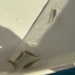 深海メダカ稚魚の画像
