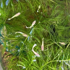 フルゴールドグッピー　1ペア　若魚 の画像