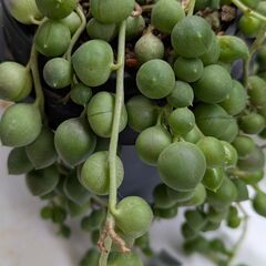 多肉植物/グリーンネックレスの画像