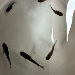 AM Bloodの画像