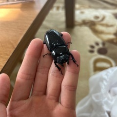 オオクワガタ（♀）