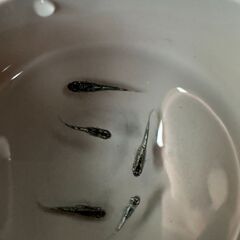 オロチ、クラウドダークダイヤ、ゴブリン、レッドクリフダーク、レモンティアラの画像