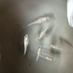 サファイア、サボテン、ふーはー、マリアージュ、紅ほっぺの画像