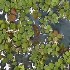 浮草サンショウモ　（5株）　国産無農薬の画像