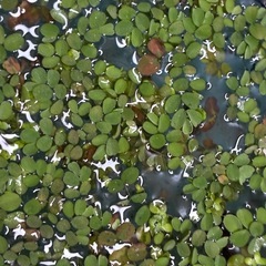 浮草サンショウモ　（5株）　国産無農薬の画像