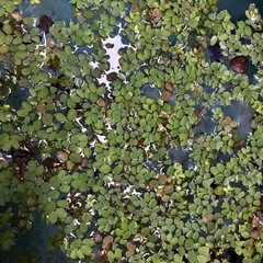 浮草サンショウモ　（5株）　国産無農薬の画像