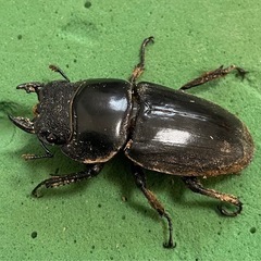 タイオオヒラタクワガタ　初令幼虫8頭の画像