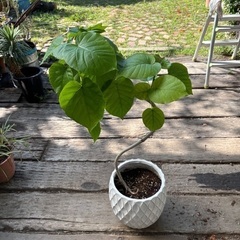 陶器鉢植えウンベラータの画像