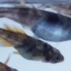 菊虎無選別10匹の画像