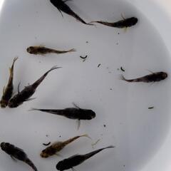 菊虎無選別10匹の画像