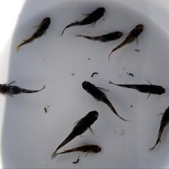 菊虎無選別10匹の画像