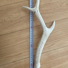 鹿の角【約45cm】の画像