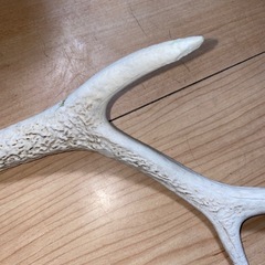 鹿の角【約45cm】の画像