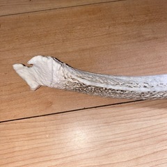 鹿の角【約45cm】の画像