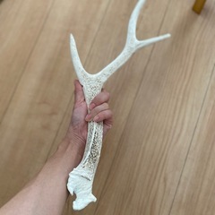 鹿の角【約45cm】の画像