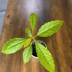 アボカド　苗の画像