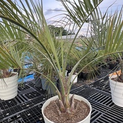 ココスヤシ🌴シンボルツリー❗️
の画像