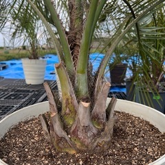 ココスヤシ🌴シンボルツリー❗️
の画像