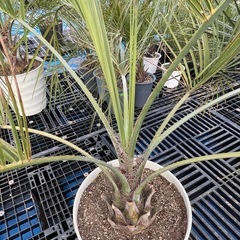 ココスヤシ🌴シンボルツリー❗️
の画像