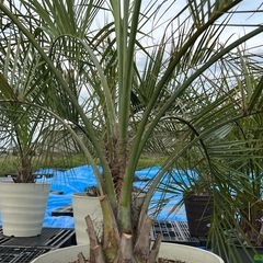 ココスヤシ🌴シンボルツリー❗️
の画像