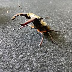 ミヤマクワガタ！ペアで！の画像