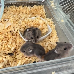 ハムスター 里親 決まりました😊