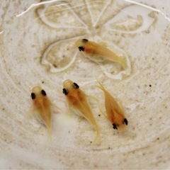 ●パンダダルマ●メダカの画像