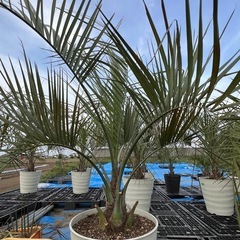 ココスヤシ🌴シンボルツリー‼️の画像