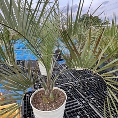 ココスヤシ🌴シンボルツリー‼️の画像